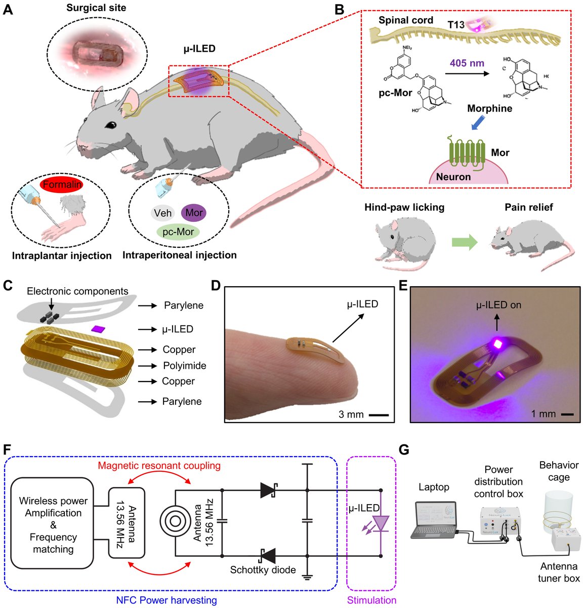 One of our brilliant engineers just had a publication release today in Biosensors and Bioelectronics! Congratulations to Minsung Kim for his work "Wireless, battery-free, remote photoactivation of caged-morphine for photopharmacological pain modulation without side effects."