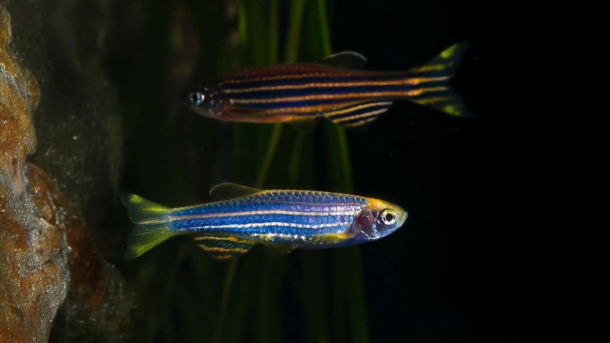 🐟 At UAB PMI, Dr. Camerron Crowder uses CRISPR to create patient-specific zebrafish models to study rare diseases + test potential treatments. Tiny fish, big breakthroughs. 🧬💊

🔬 Learn more: uab.edu/medicine/pmi/r… @uabnews @uabheersink @uabnews <a href="/UNeurobiology/">UABNeurobiology</a>