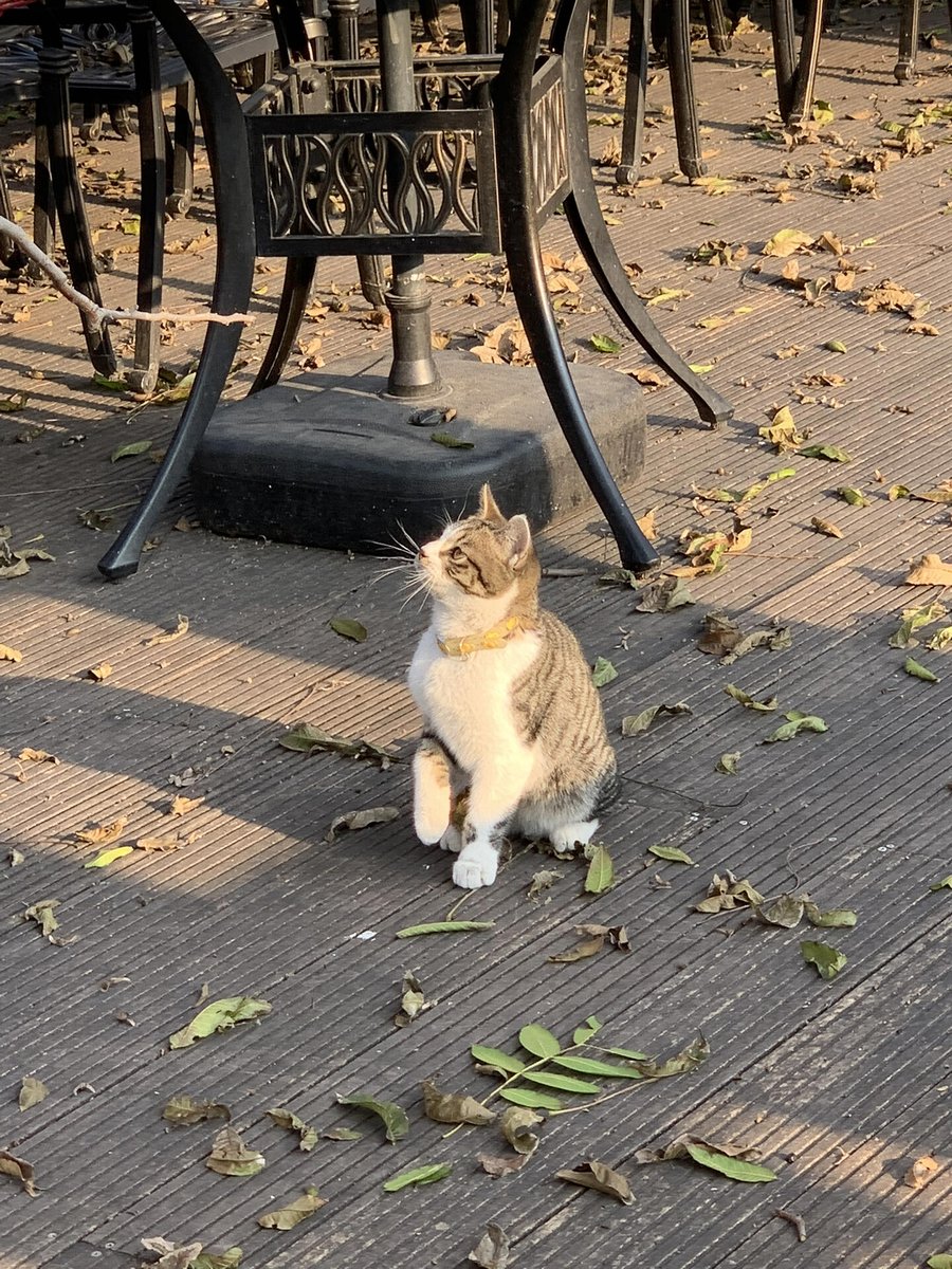 AnnCuute's tweet photo. Every animal we meet on the road has its own story https://t.co/vy9rycQlBv