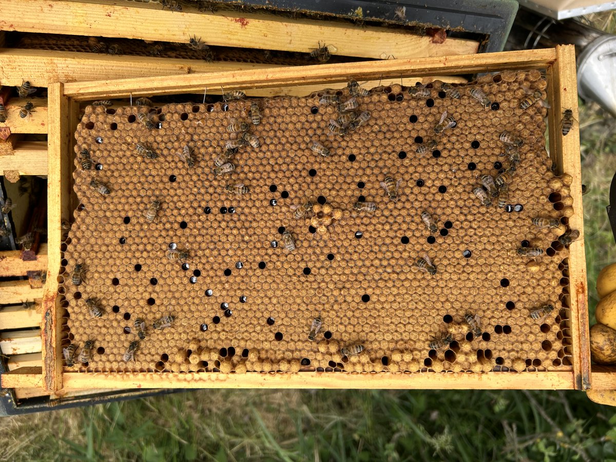JohnTusting's tweet image. One for the comp Laurence
@BlackMountHoney
This is from a F1 Buckfast Queen that came from you in 2023. Would have been even better if it wasn't wired foundation! Like you, I like a frame with pollen and honey rings, but you did say best brood frame and you don't get much better!