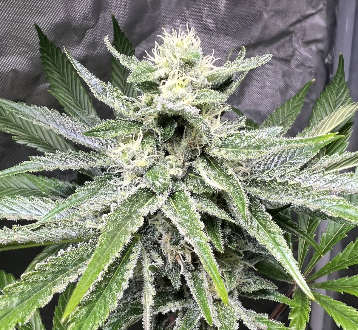 cascadia_seeds's tweet image. Here is another test pheno of Sowahh x (Sowahh x Skunk #1) she is starting to stack nicely and is becoming straight up rank! Tires, rotten mango and lemon peels.