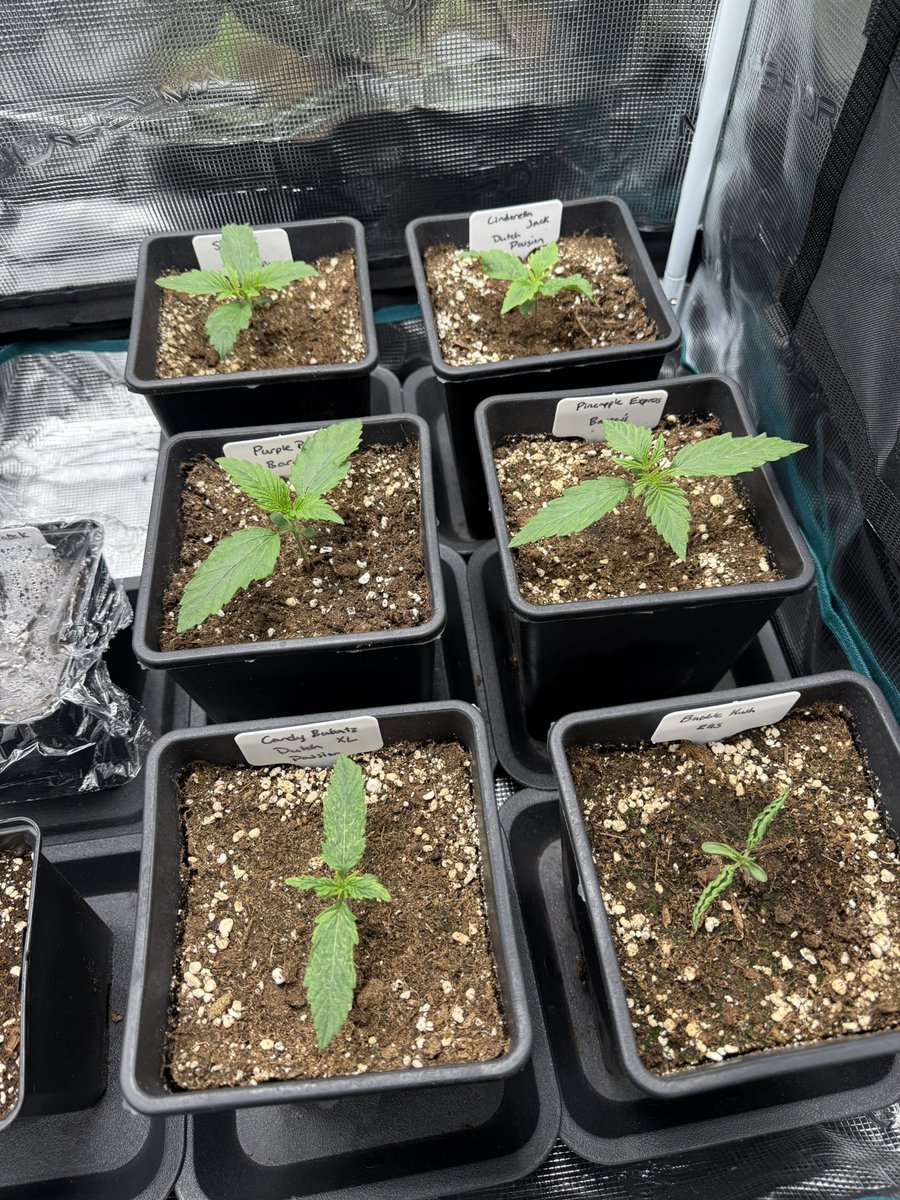 5/6 are off to a nice start!

Bubble Kush from <a href="/royalqueenseeds/">Royal Queen Seeds</a> is having some trouble. Not sure what’s going on here.

All 6 are in the same soil, same pot size, same tent, same distance from the light, same everything 🤷🏽‍♂️

She’s been like this since she popped out but weirdly
