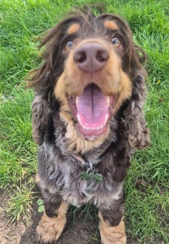 millypod1's tweet photo. 🆘16 APR 2025 #Lost CONKER #ScanMe #Tagged
Chocolate Roan Cocker Spaniel Male
South Meadow Lane #PurtonStoke #Swindon #Wiltshire #SN5
On a walk & bolted does not know area home is #Cirencester #GL7
https://t.co/BTPK3MZlqz https://t.co/w3M4ShuMYm