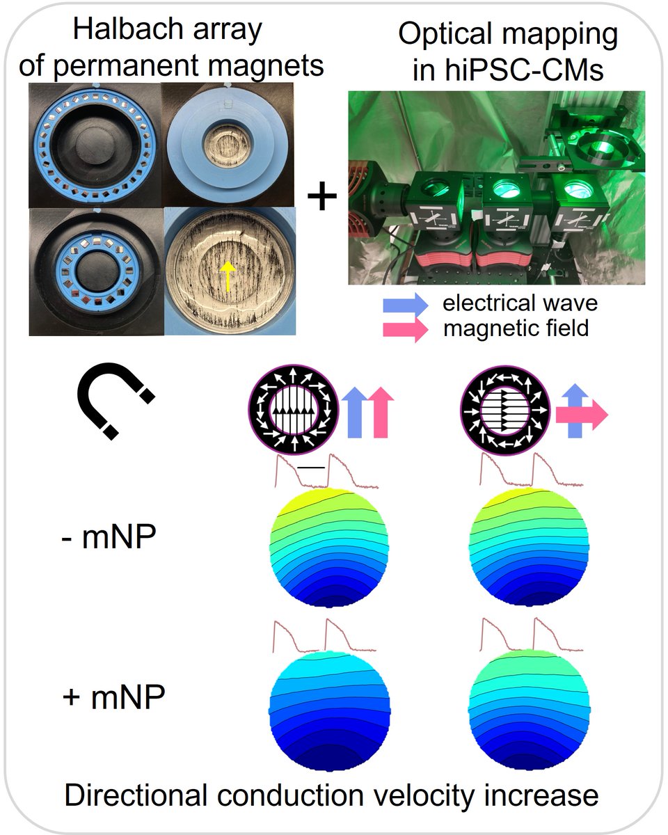 Emilia Entcheva (@emilia_entcheva) on Twitter photo Our paper on using a Halbach array + mNPs in human iPSC-cardiomyocytes to control the speed of cardiac waves is out in Biophys J. It is Maria's <a href="/mrempozo/">Maria Pozo</a> first first-author research paper and it made the cover. dx.doi.org/10.1016/j.bpj.… Our paper on using a Halbach array + mNPs in human iPSC-cardiomyocytes to control the speed of cardiac waves is out in Biophys J. It is Maria's <a href="/mrempozo/">Maria Pozo</a> first first-author research paper and it made the cover. dx.doi.org/10.1016/j.bpj.…