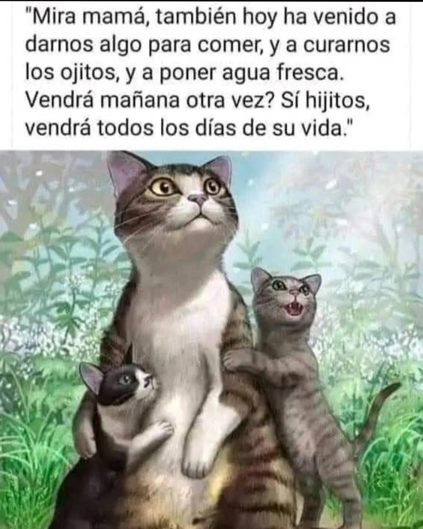 DEDICADO A TODAS LAS PERSONAS QUE,TODOS LOS DÍAS, ALIMENTAN Y CUIDAN COLONIAS FELINAS. SOIS MUY GRANDES Y TENÉIS MUCHO AMOR DENTRO
❤️