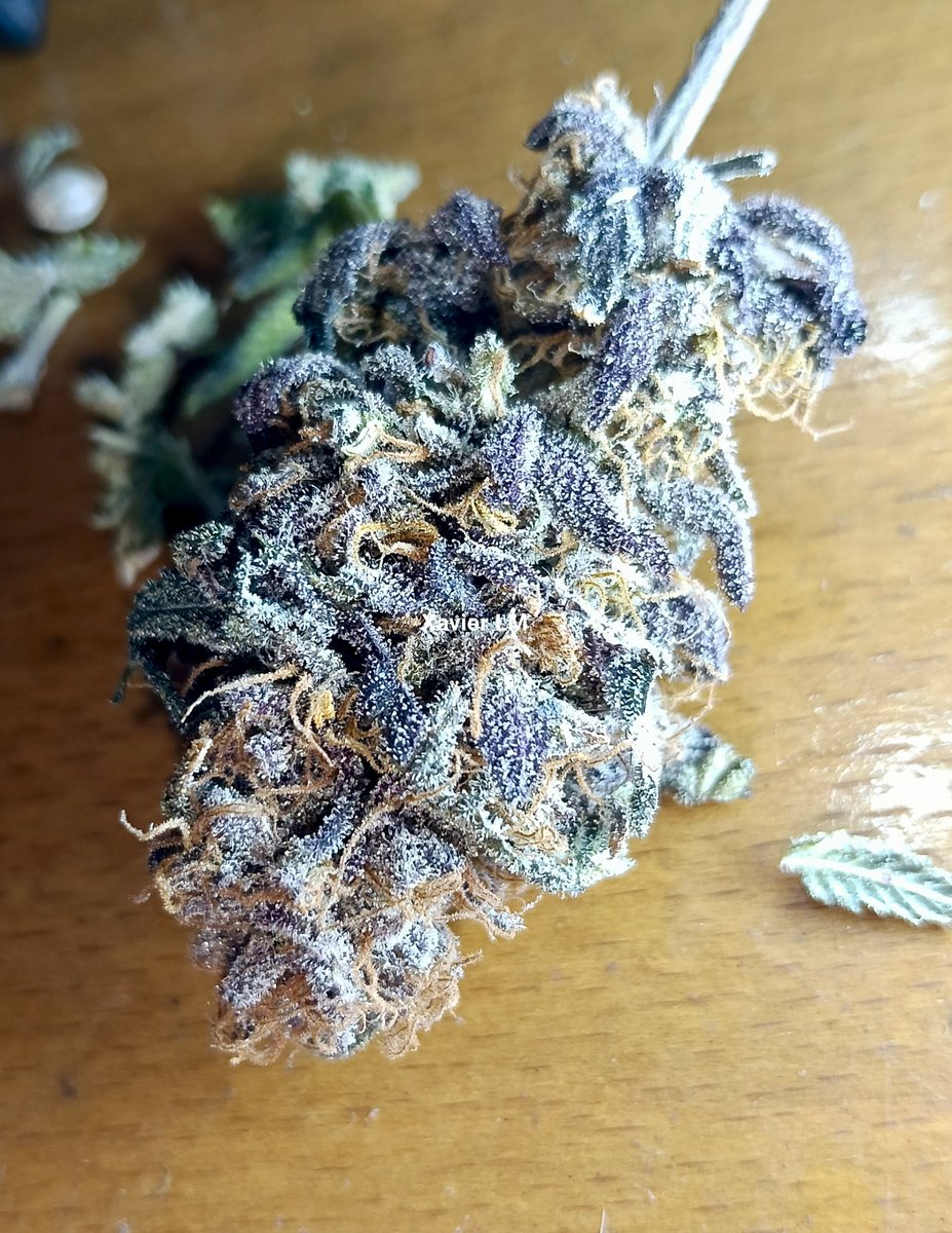 XavierNerjaLM's tweet photo. Mamma mía!! The Papaya Sherbet has better flavour every day 🤤🤤🤤
And mine it's more sativa effects than indica 🤯🤯🤯 and 😎😎😎🤣
Seed by #420FastBuds 
❤️💚🇪🇸 #GrowYourOwn #FuckOpioids https://t.co/G87ntkLQUT