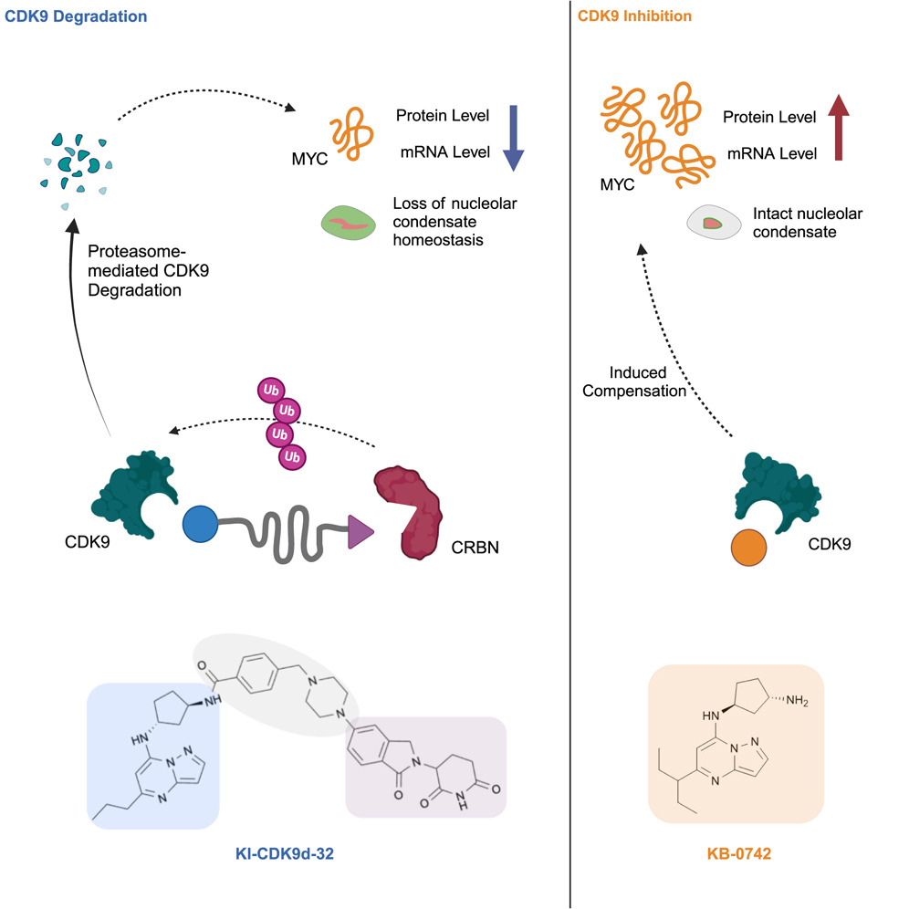 CellChemicalBiology (@cellchembiol) on Twitter photo Targeted Degradation of CDK9 Potently Disrupts the MYC Transcriptional Network by Mohammed A. Toure, Angela N. Koehler et al at <a href="/broadinstitute/">Broad Institute</a> @KochInstitute dlvr.it/TKD9Wl Targeted Degradation of CDK9 Potently Disrupts the MYC Transcriptional Network by Mohammed A. Toure, Angela N. Koehler et al at <a href="/broadinstitute/">Broad Institute</a> @KochInstitute dlvr.it/TKD9Wl