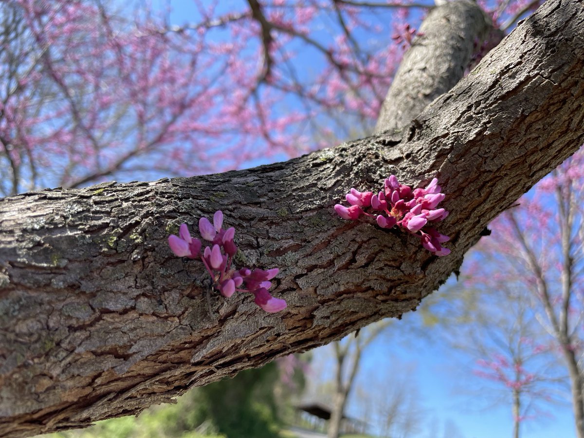 Eastern Redbud trees (my favorite) are in bloom. 🌱 I love how the flowers beautifully break through the bark. #nature