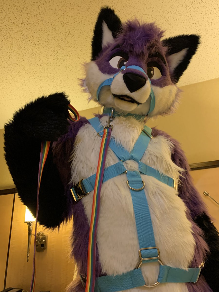 CaylenTheFox's tweet photo. Thoughts? 😇😈 https://t.co/N3YCuVDPAJ