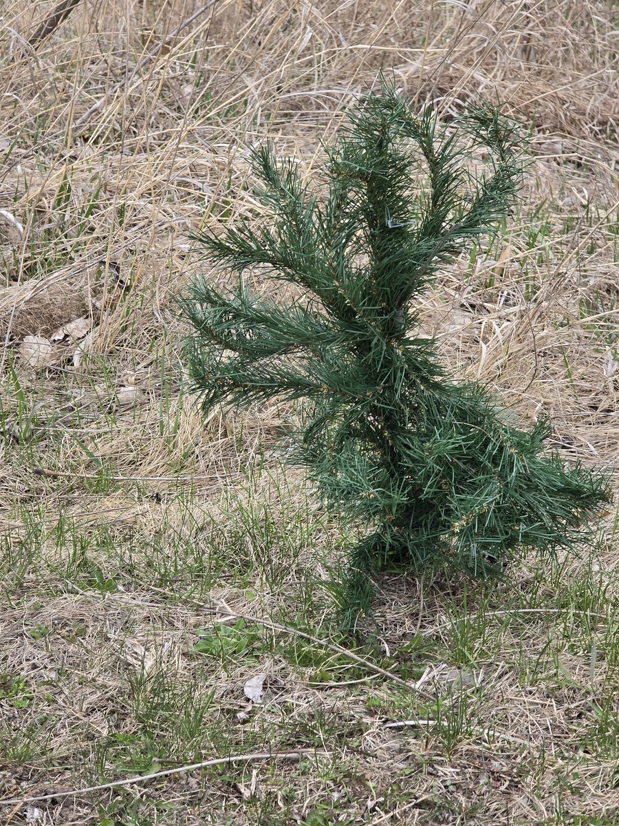 Remmytiger's tweet photo. At first I thought this was a little douglas fir or pine tree. Nah. This is a straight up fake plastic tree. What's up with that? https://t.co/cgGTob4Ymv