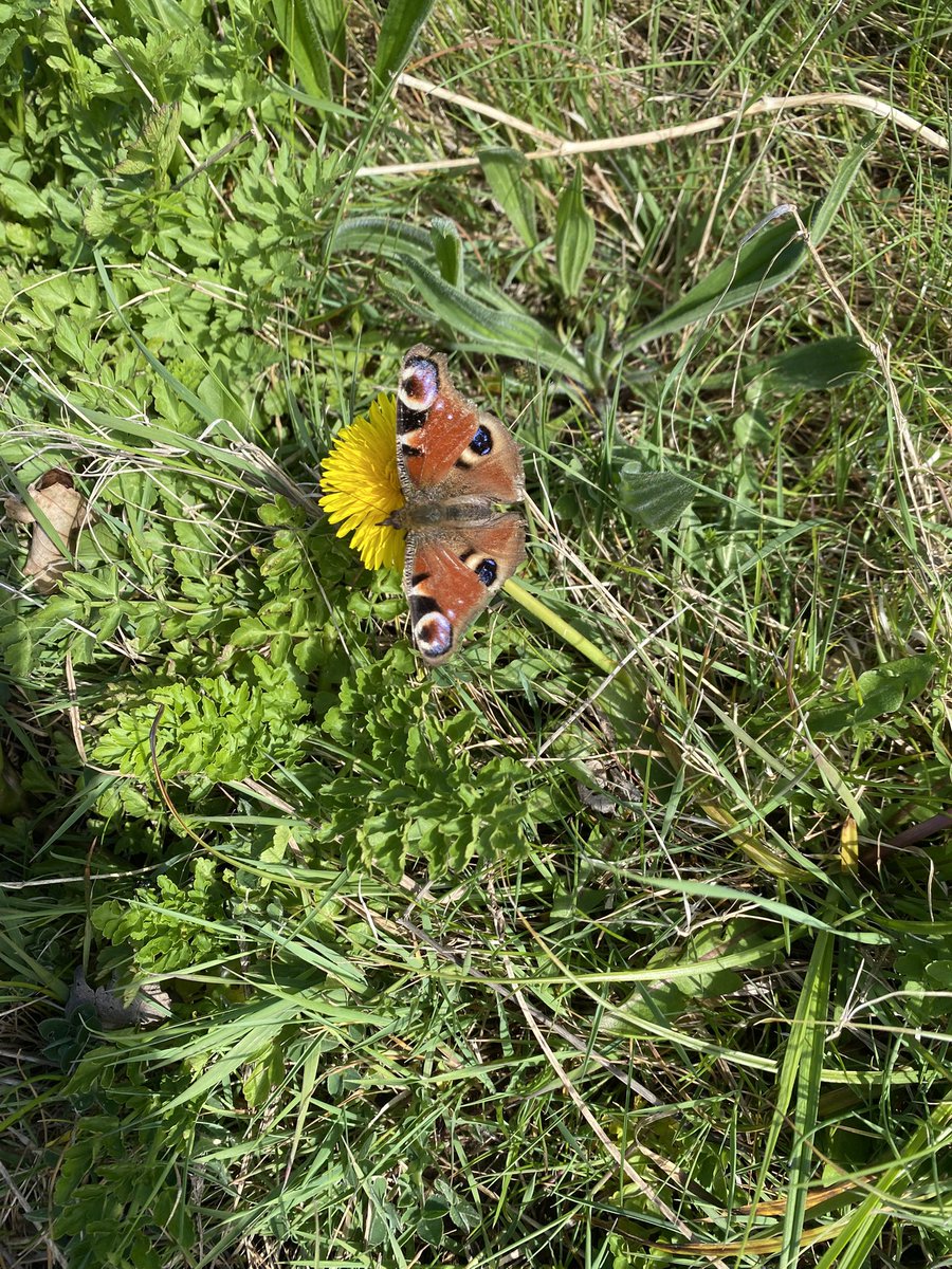 Janet Grant tweet media