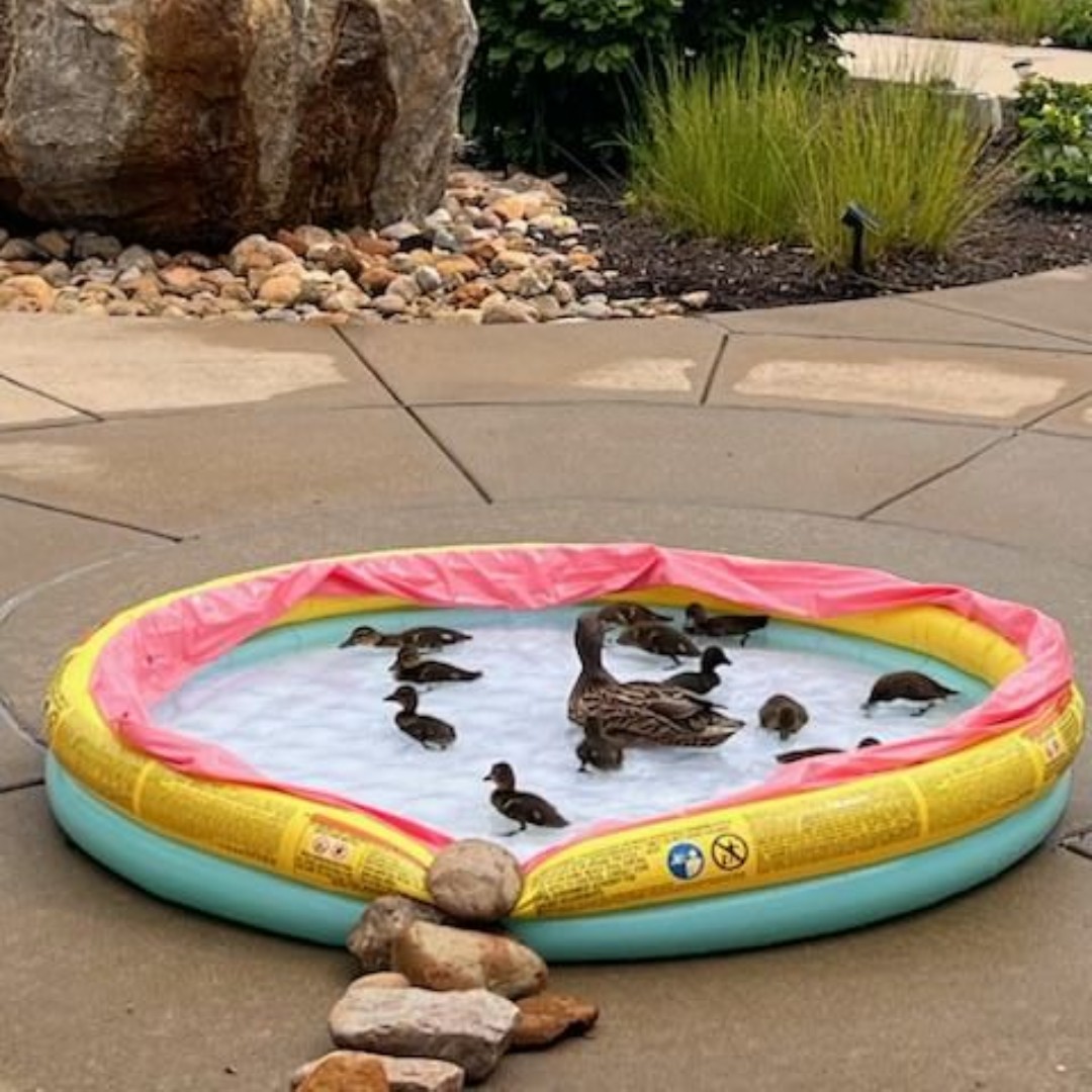 Duck Watch 2025 Update 🐥 Florence and her fluffy brood are thriving—and bringing smiles to everyone at our Murfreesboro residence! 💙💚

We love watching this little family grow! 
#DuckWatch2025 #FlorenceAndFam #AliveHospice #SpringSmiles #LoveAlive