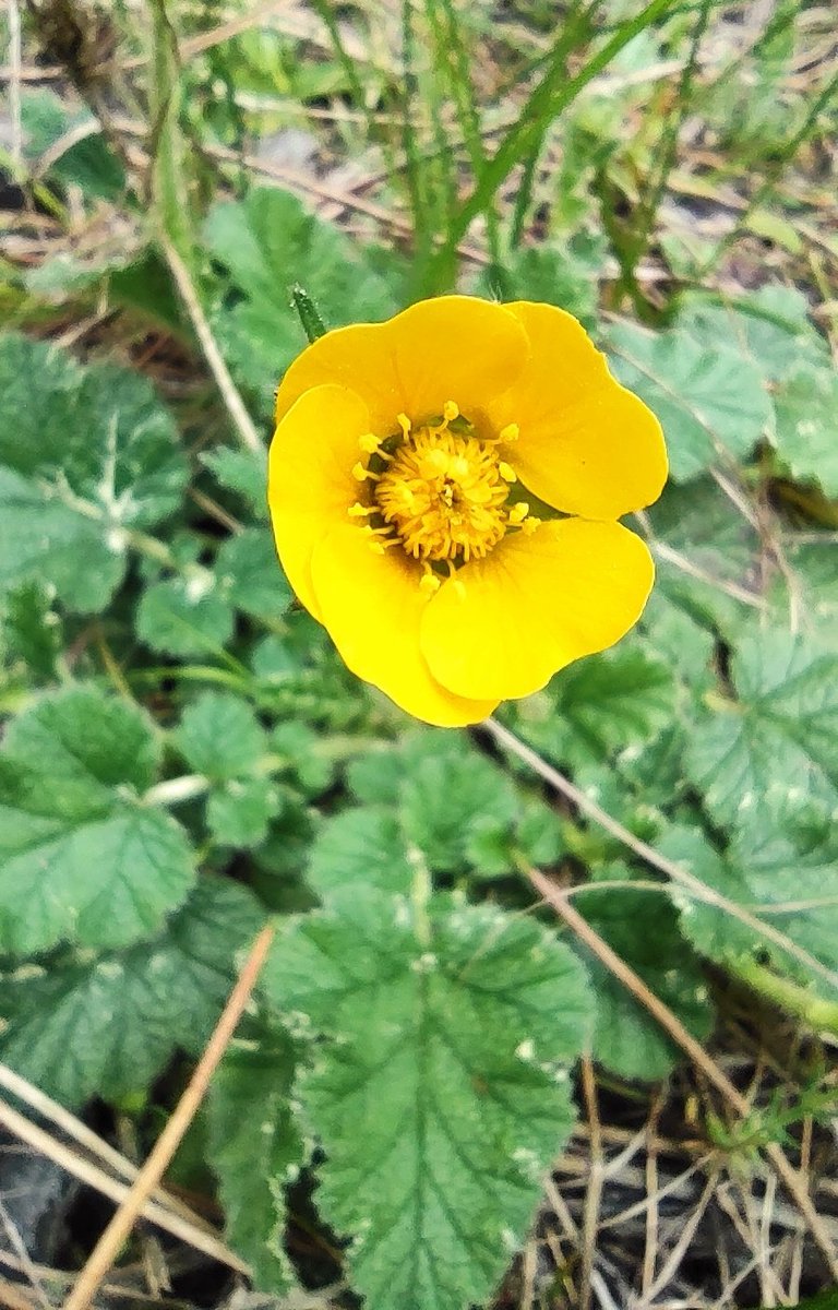 ¡Falta un mes para el #VBiomaratón y hay que calentar motores! Aquí están algunas plantas vistas hoy en un paseo por la Sierra de Gredos (Ávila), de cuatro familias distintas: Polygala microphylla, Arenaria montana, Narcissus triandrus y Geum sylvaticum.