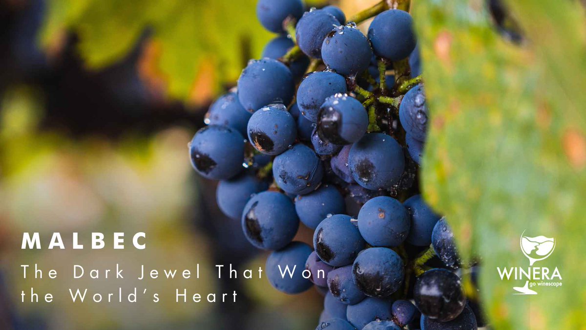 FishmongerSRB's tweet photo. International #Malbec Day (April 17) celebrates Argentina’s bold signature grape - once a forgotten French varietal, now a global symbol of identity &amp; resilience! 🍷❤
Read more: https://t.co/xp88IuWSQI
#Winera #Travellier #WorldMalbecDay #MalbecLovers #MalbecMagic #MalbecRising https://t.co/RCDE2BJXt7