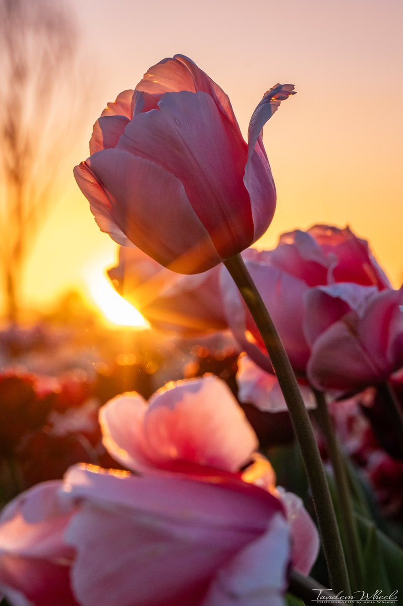 What a delightful way to wrap up an unforgettable day at Tulip Valley Farms. The beauty and tranquility lingering in the air, made every moment feel spectacular! 🌷🌷🌷

#pnw #tulipvalleyfarms #tulips #Skagittulipfestival #SkagitTulips #wawx