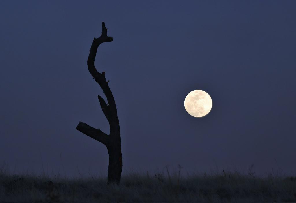 Gn!

"Full moon"
3/11 edition    7 #tezos

#photography
Link:
objkt.com/tokens/hicetnu…