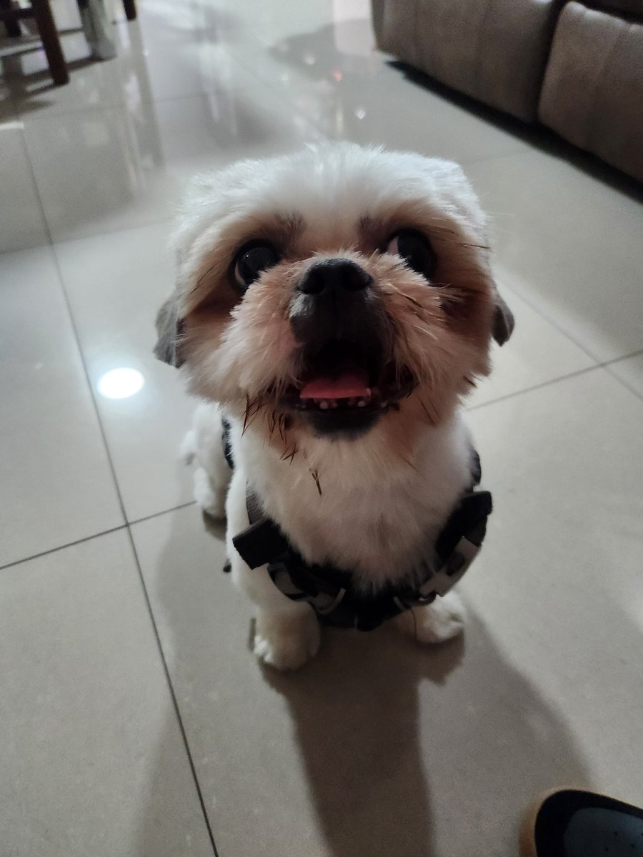 Alguien tendrá una perrita shihtzu para cruzar en #Iquique? 
Le buscamos polola a teddy