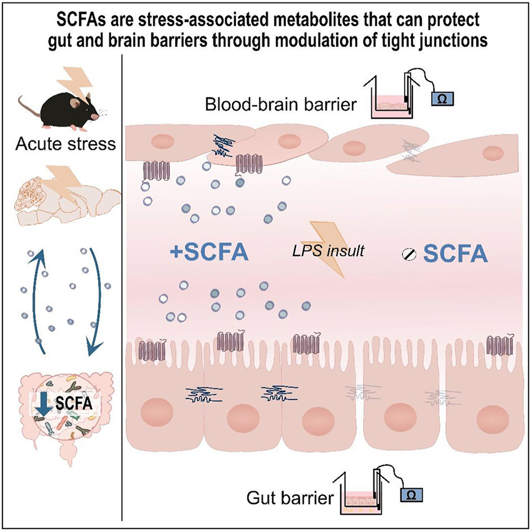 UCCpsychiatry (@uccpsychiatry) on Twitter photo Well done <a href="/CRosellCardona/">Cristina Rosell Cardona</a> on latest paper focused on acute #Stress, Short-Chain Fatty Acids and #gut and #brain #barriers <a href="/jfcryan/">John F. Cryan</a> <a href="/OhioShrimper/">Mike Goodson</a> <a href="/Pharmabiotic/">APC Microbiome Ireland</a>
sciencedirect.com/science/articl… Well done <a href="/CRosellCardona/">Cristina Rosell Cardona</a> on latest paper focused on acute #Stress, Short-Chain Fatty Acids and #gut and #brain #barriers <a href="/jfcryan/">John F. Cryan</a> <a href="/OhioShrimper/">Mike Goodson</a> <a href="/Pharmabiotic/">APC Microbiome Ireland</a>
sciencedirect.com/science/articl…