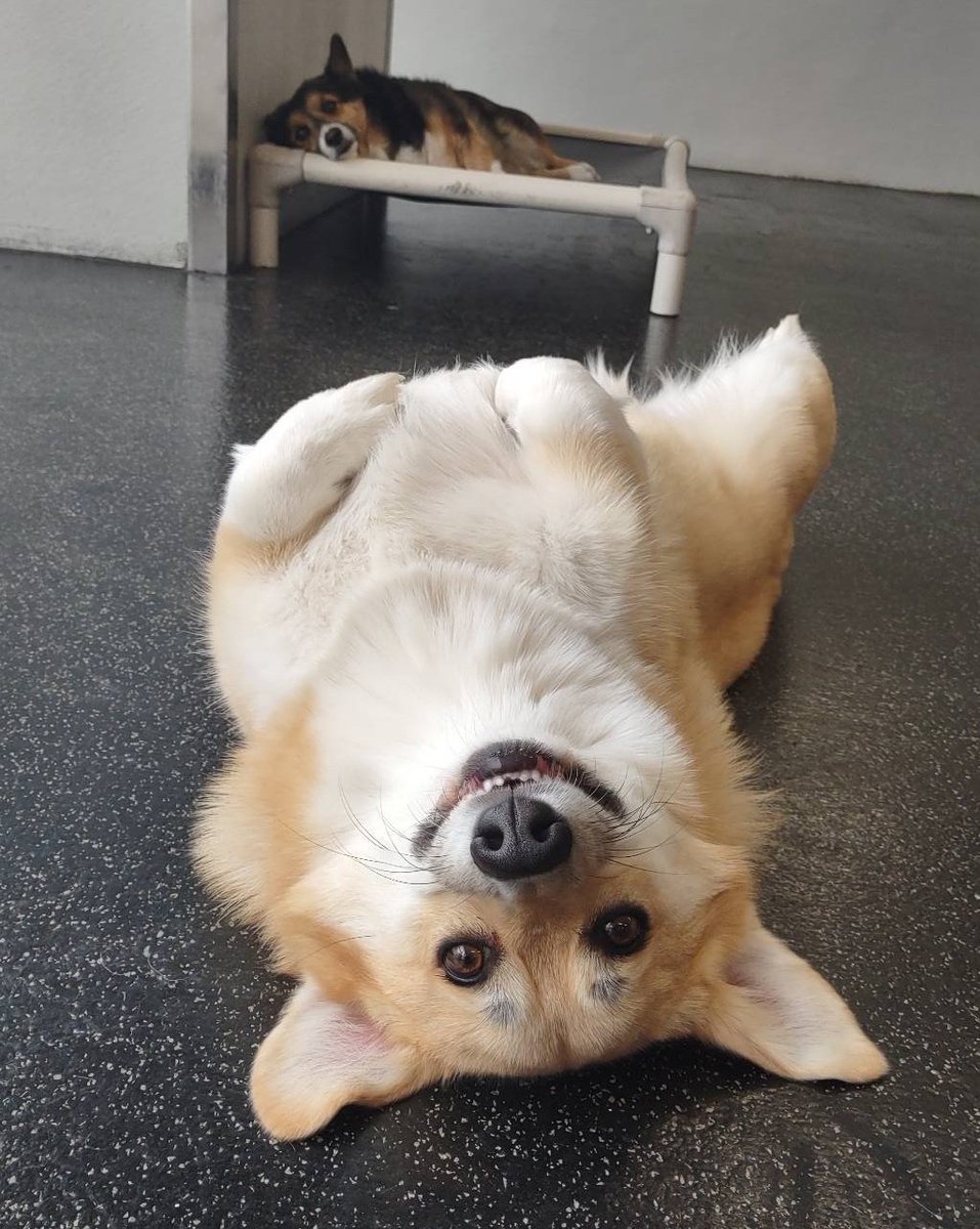 Tyci (@tycigaming) on Twitter photo 