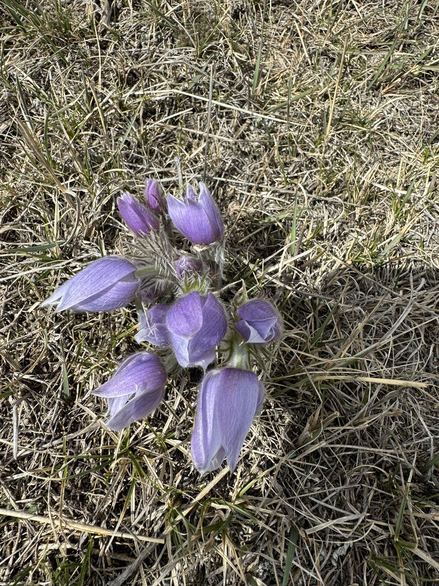 Jade Almberg tweet media