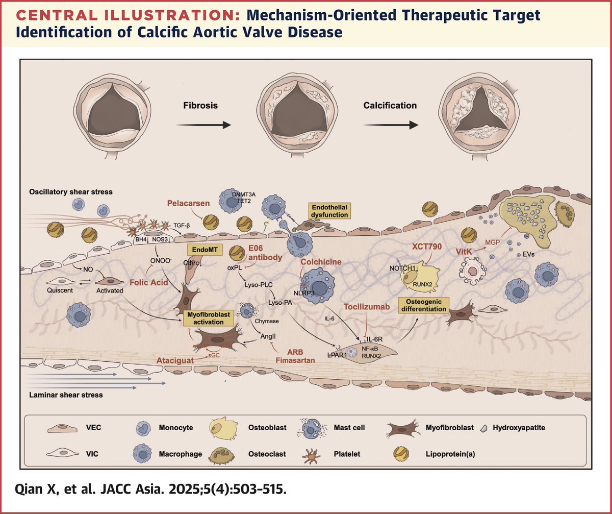 #AorticValve calcification isn't just aging—it's a complex disease! #JACCAsia review dives into new research on inflammation, lipid deposits &amp; fibrosis, plus promising therapies like lipid-lowering drugs &amp; next-gen valve designs. A step toward better care! jacc.org/doi/10.1016/j.…