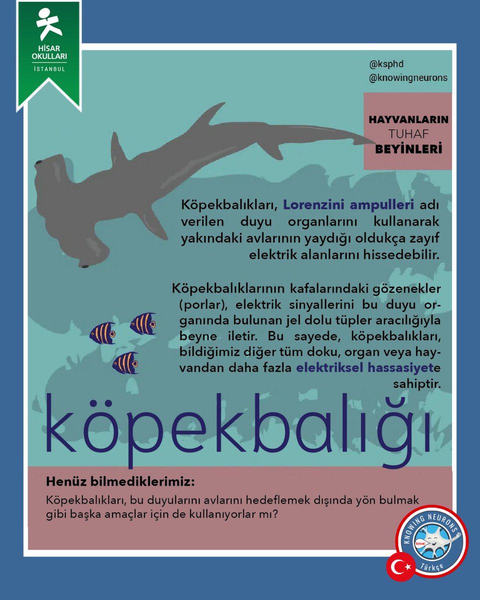 #TurkishThursday

Hisar Okulları öğrencilerinin çevirileriyle hazırlanan "Hayvanların Tuhaf Beyinleri" serimizin ikinci konuğu: Köpekbalığı! 🦈

#knowingneurons #neuroscience #scicomm #weirdanimalbrains #nörobilim #hayvanlarıntuhafbeyinleri #köpekbalığı