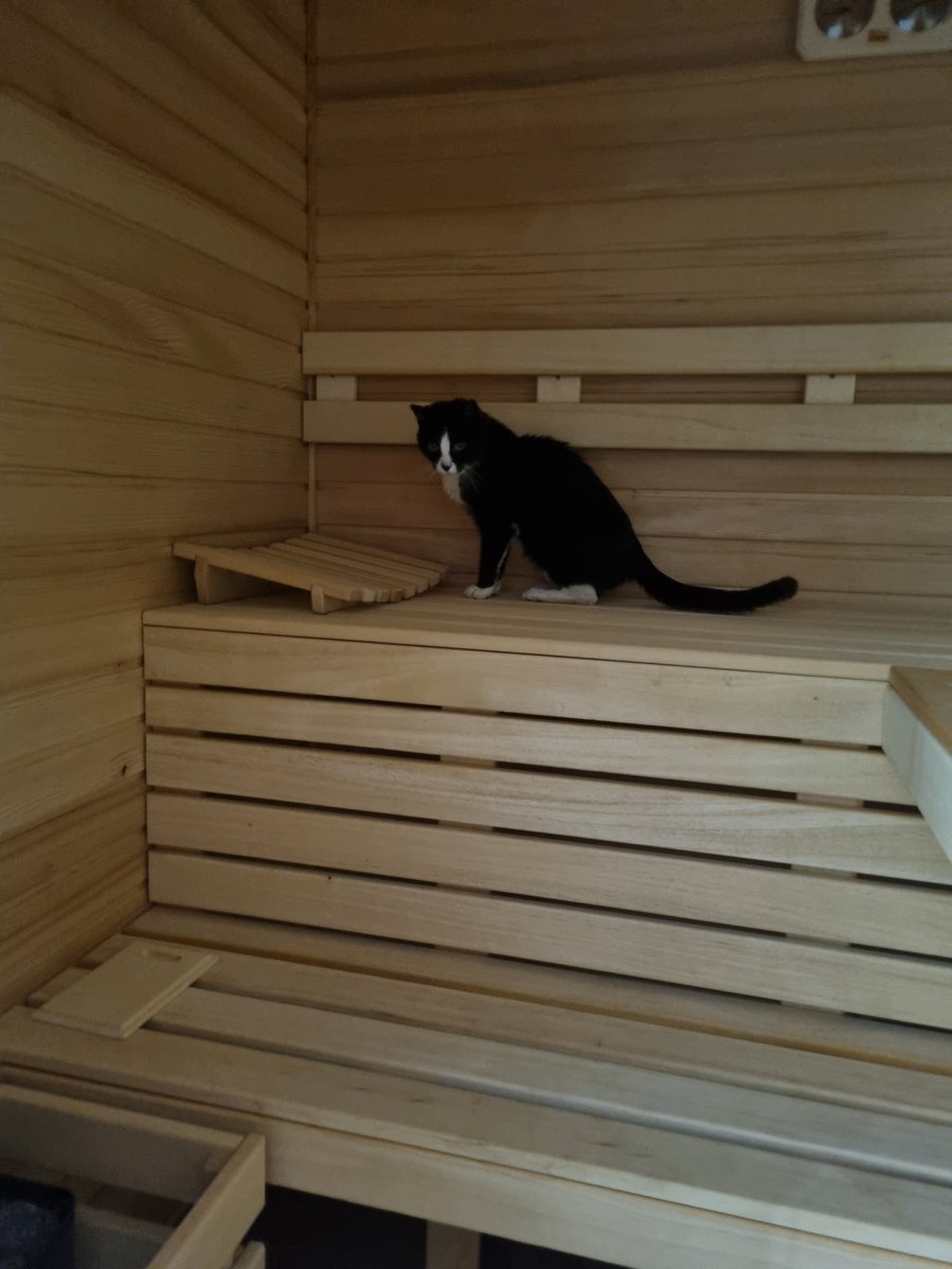 'Sanus cat in corpore sano' dacht hij 🐈‍⬛#kattenpret #welness