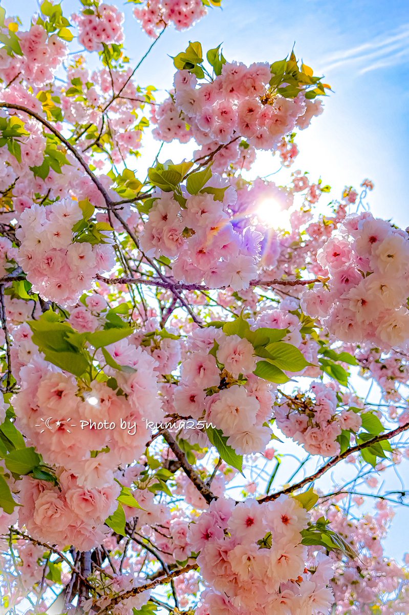 おはようございます⸜(*ˊᗜˋ*)⸝🌸

夜明け前はひんやりでも
今日もぐんぐん気温が上がりそうです😊

皆さま素敵な華金を(*˙︶˙*)ﾉﾞ✨

🌸🍀☀️*ﾟ一葉(イチヨウ) 
#サトザクラ　#八重桜𓂃🌸𓈒𓏸