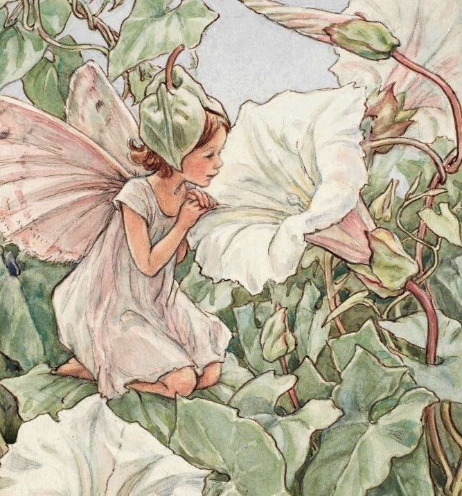 dreamyyarchive's tweet image. flower fairies by cicely mary barker 🧚🏼‍♀️