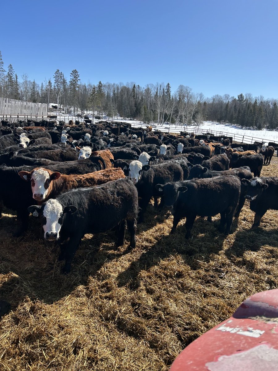 Another pic of Flying W Ranch calves