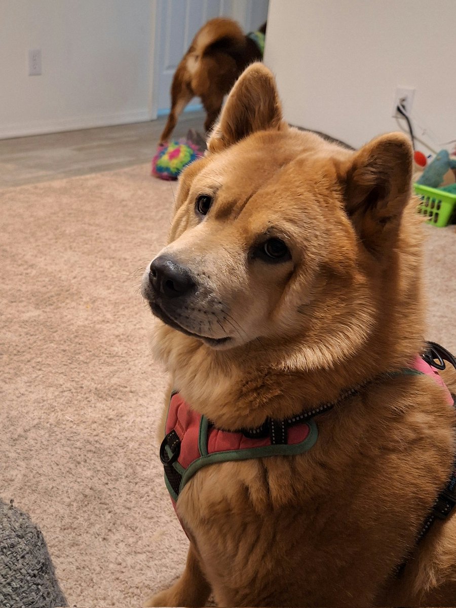 LemonTreeLife84's tweet image. @Mythical meet Lilly aka Silly Lilly. She&apos;s an expressive little goofball and just makes our days brighter. #ReadyPetGo