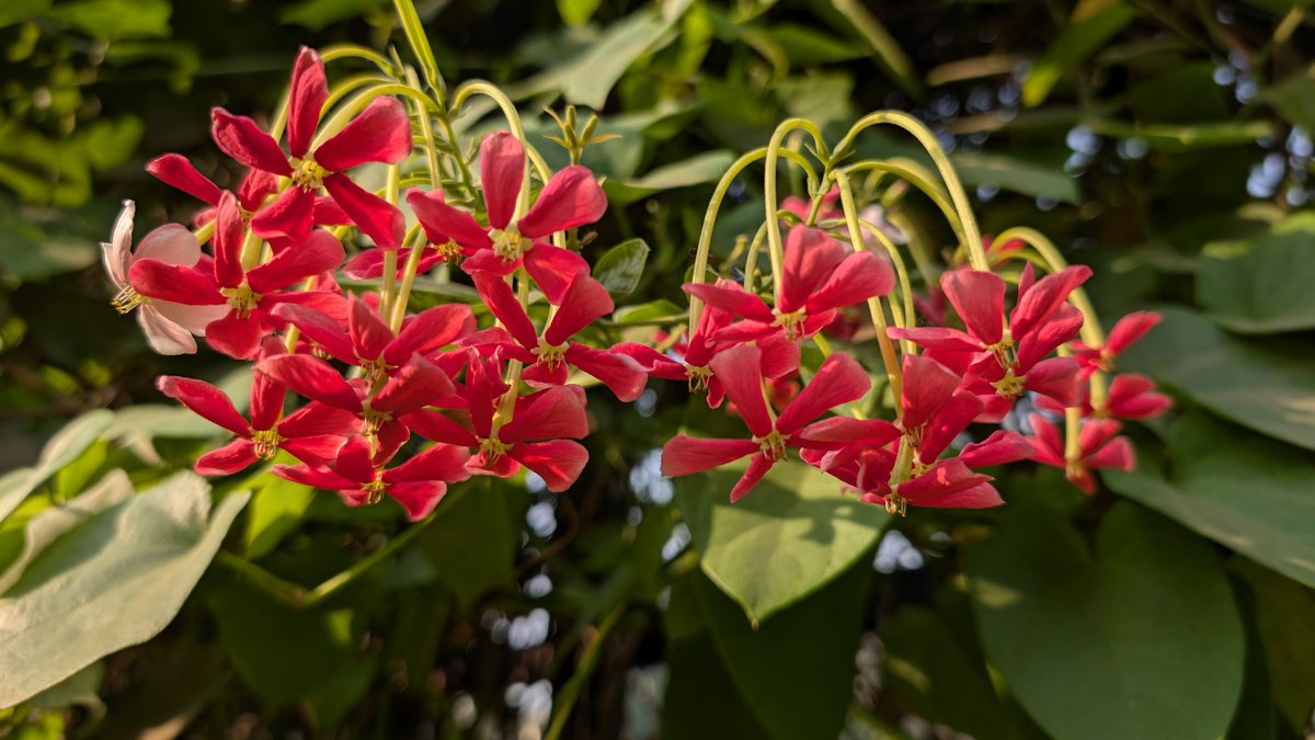 Good morning, Friends