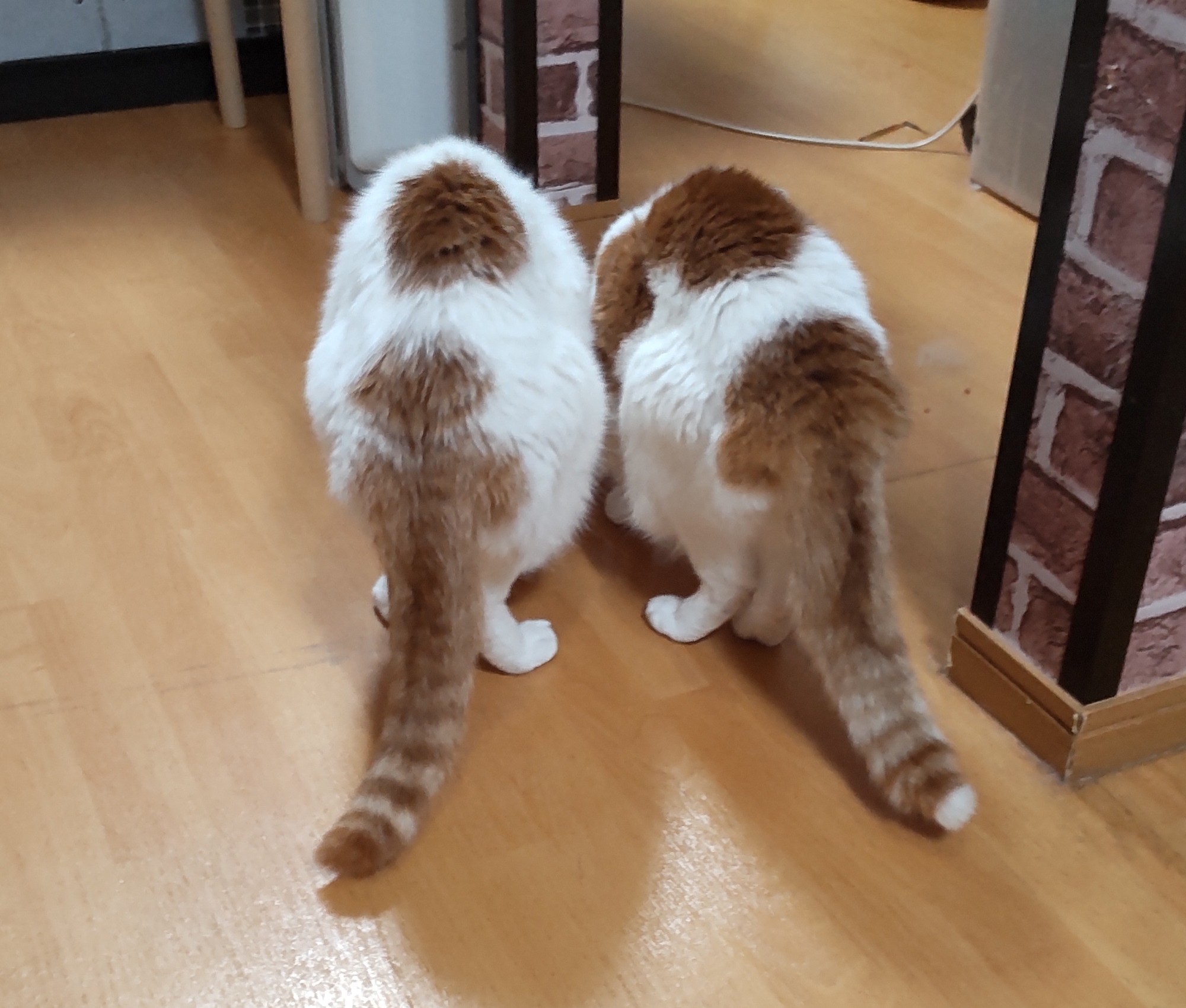 猫じゃらし (@nekosama_18) / X