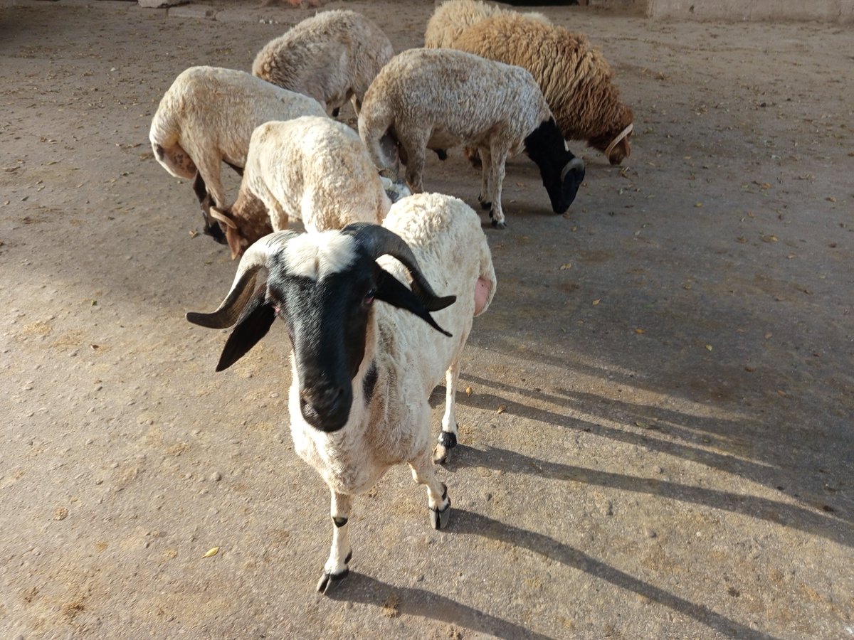 I've been living in Cairo, Egypt since November with my husband when he's not work. I've taken up photography, and look forward to curating my portfolio.