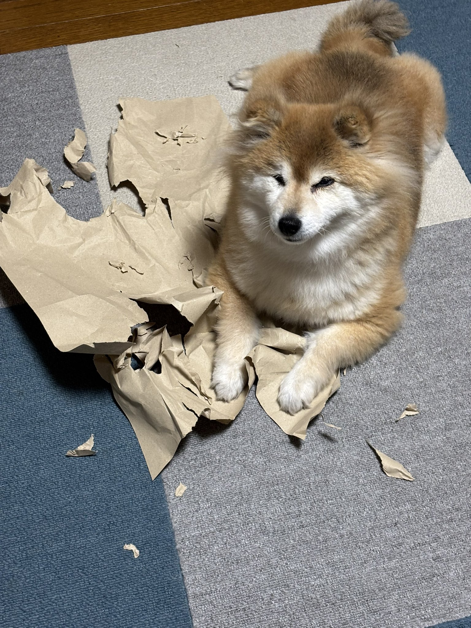 豆柴子犬 5/25 男の子♂1売約済 | 豆柴の専門ブリーダー｜日本犬
