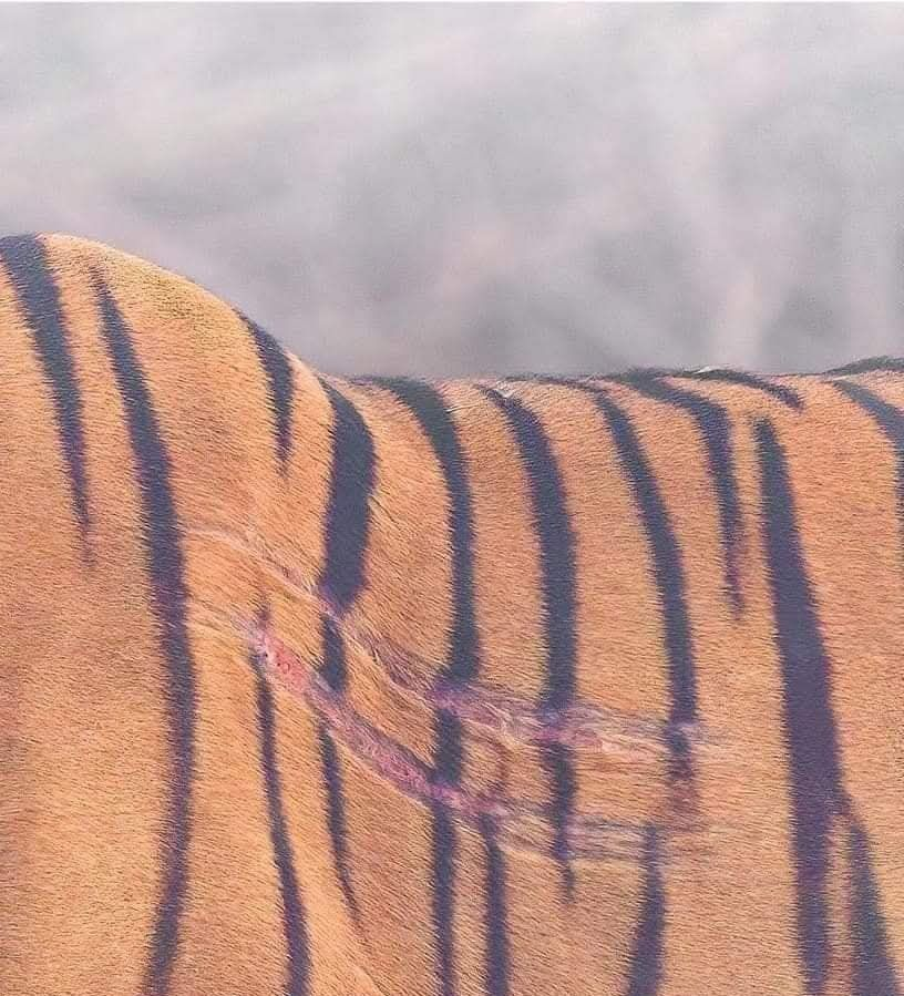 Incluso si estamos destinados a sobrevivir, el impacto todavía nos recuerda lo que pasamos.