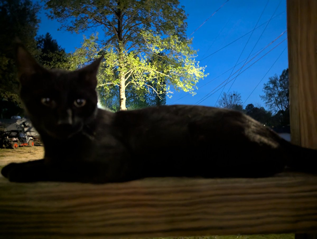 I see no reason the buy a new phone yet. This Pixel 7 pro is holding up nicely. I charge it every other day, and even with a little crack between the lenses, camera is still exceptional! You can see Sisko's eyes and count Nomads whiskers. #teampixel