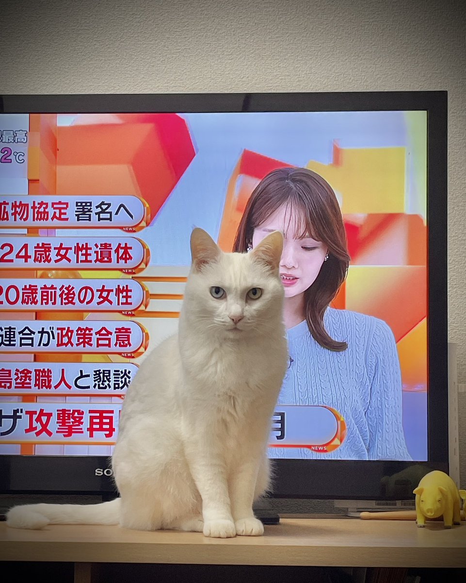 今朝は珍しくテレビの邪魔を