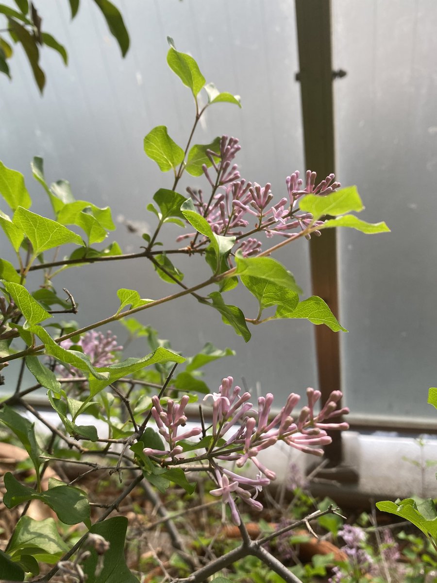 みかんの花もライラックの花も
蕾のときがかわいいんだな