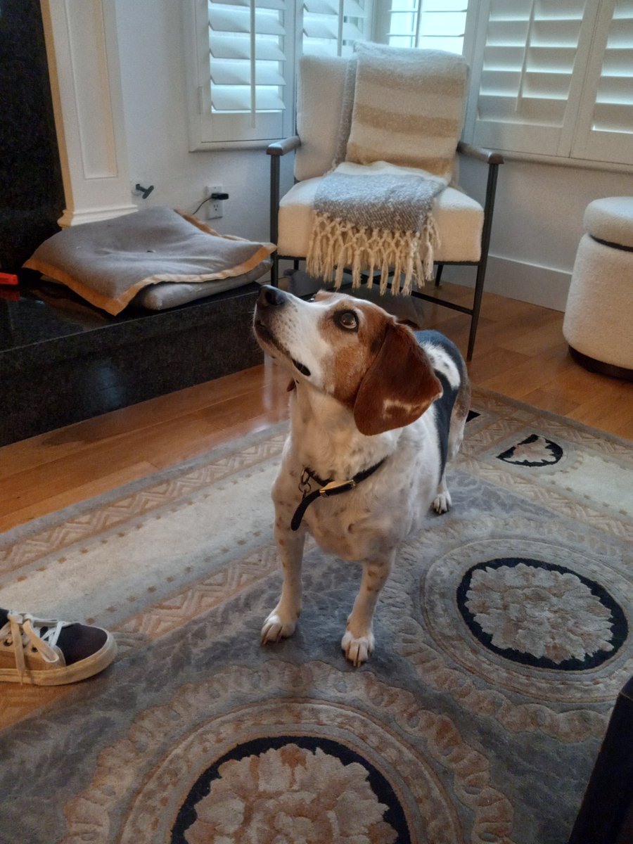Beagle in its natural environment