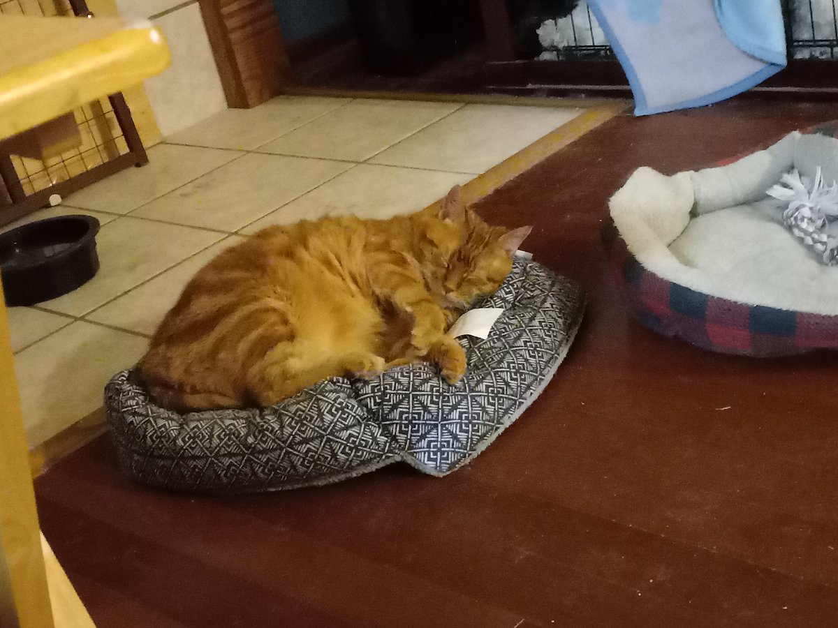JBeyerink's tweet photo. @davidsupercat Here's my 25-lb orange boy Star, just to show you what you may be in for... https://t.co/ctZwyHT1nb
