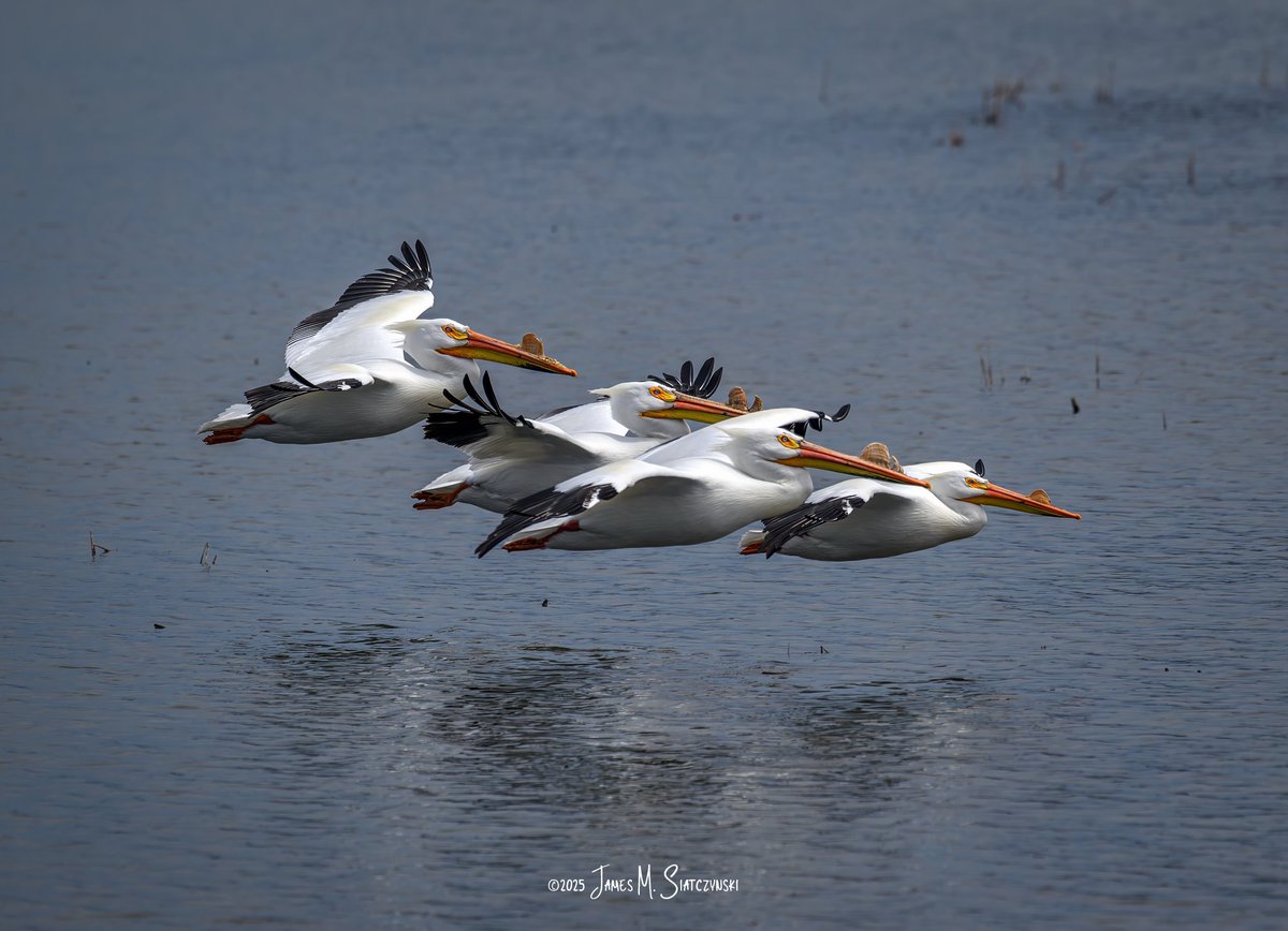 James Siatczynski (@jsiatczy) on Twitter photo American White Pelican - Erie Marsh Preserve, Erie, Michigan
<a href="/PureMichigan/">Pure Michigan</a> <a href="/NikonUSA/">NikonUSA</a> <a href="/MichiganDNR/">Michigan Department of Natural Resources</a> <a href="/USFWSMidwest/">Archived: USFWS Midwest Region</a> <a href="/TNCMichigan/">The Nature Conservancy in Michigan</a> #americanwhitepelican #pelican American White Pelican - Erie Marsh Preserve, Erie, Michigan
<a href="/PureMichigan/">Pure Michigan</a> <a href="/NikonUSA/">NikonUSA</a> <a href="/MichiganDNR/">Michigan Department of Natural Resources</a> <a href="/USFWSMidwest/">Archived: USFWS Midwest Region</a> <a href="/TNCMichigan/">The Nature Conservancy in Michigan</a> #americanwhitepelican #pelican