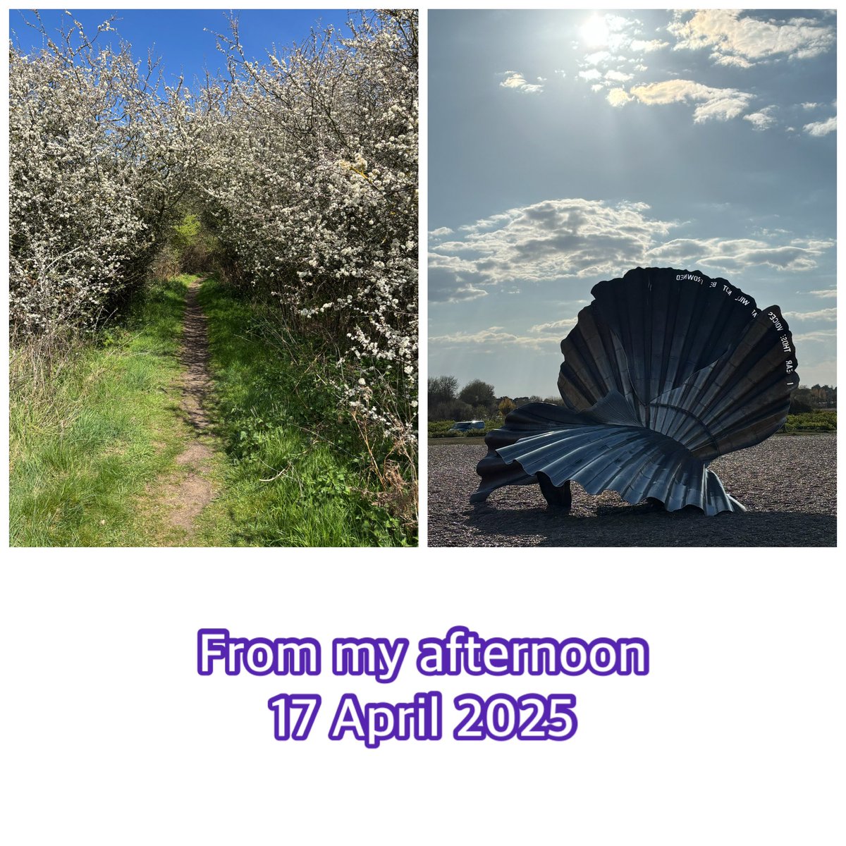 Volunteer morning at <a href="/redhouse_alde/">The Red House, Aldeburgh</a>. Was in entrance hall &amp; drawing room + led upstairs tour. Steady stream of visitors - all ages &amp; from all over the country. So enjoyed #FaceTime catch up <a href="/barskyreid/">Sue Barsky Reid</a>. Pre-supper walk to the beach - tide going out, Scallop looking magnificent🤩.