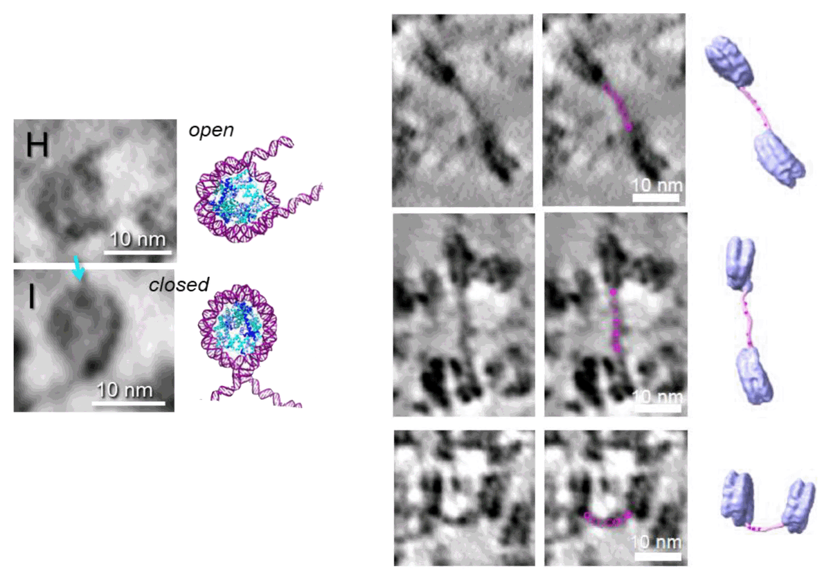 raunakms's tweet image. WOW! visualizing #nucleosome via cryo-EM
Paper: Direct visualization and tracing of DNA fold in Drosophila embryo doi.org/10.1101/2022.0…