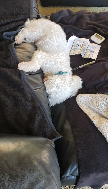 ChatWithAnimals's tweet photo. Can my son Cashew sleep anywhere or what LOL?!  He's in the crack between the couch and the ottoman.
<3 https://t.co/s9zxGJIOjx