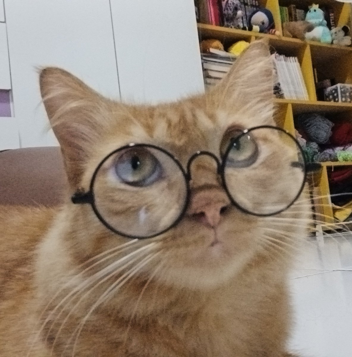 dia de compras (esse óculos foi a melhor compra do meu ano)