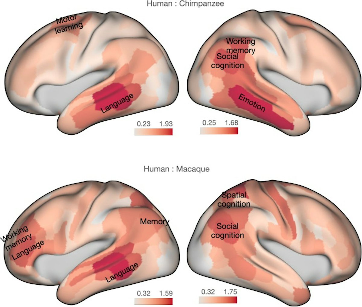 What Makes the Human #Brain Unique? Scientists Compared It With Monkeys and Apes to Find Out

Our closest relatives in the animal kingdom are wired up differently.

Full Article: (Katherine Bryant &amp; Rogier Mars- 08 April 2025 - SingularityHub) ➡ singularityhub.com/2025/04/08/wha…