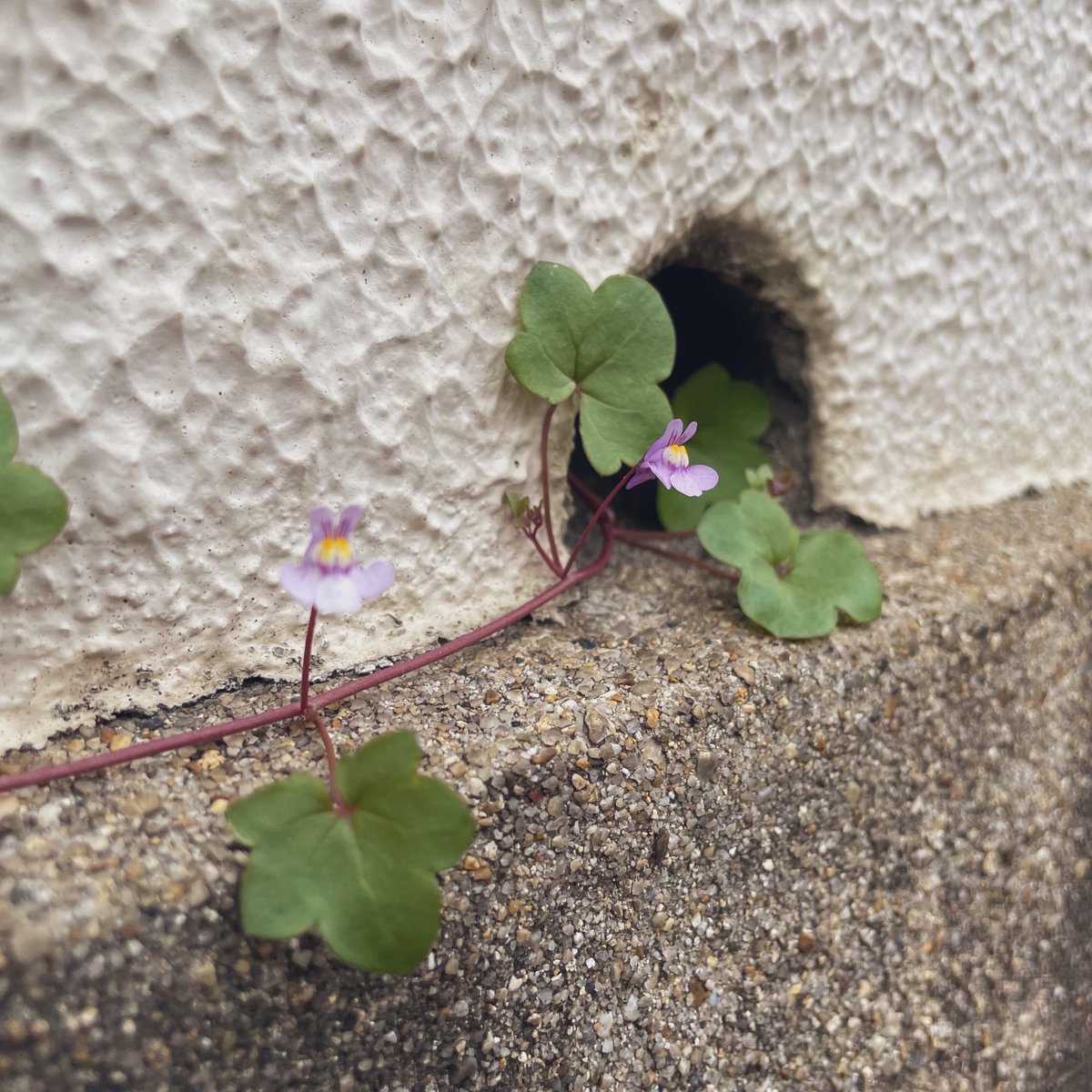 The entrance is here.