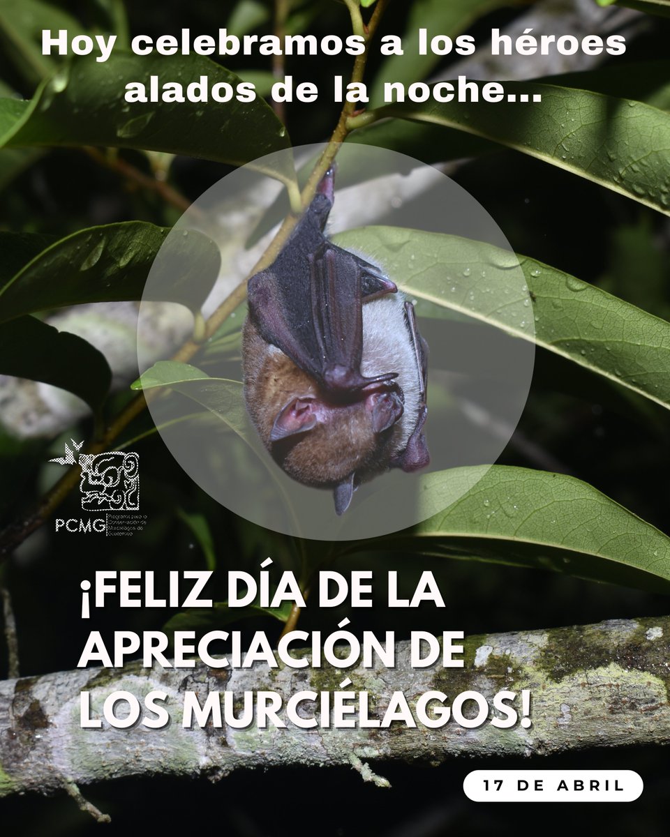 🦇 ¡Hoy celebramos a los grandes aliados nocturnos de nuestros ecosistemas! Los murciélagos controlan plagas, polinizan y dispersan semillas. 🌱🐛 

#MurciélagosGuatemala 
#Conservación