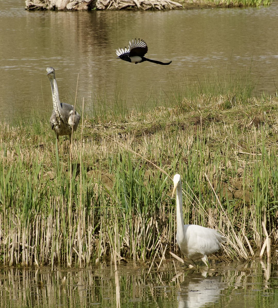 fortiesfc's tweet image. Views from Bernards Hide, 16 April 25
@SWTLackfordLake